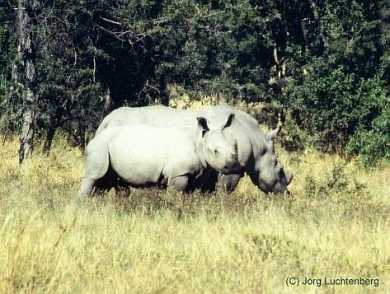 Breitmaulnash&ouml;rner in Simbabwe