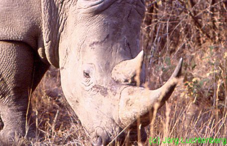Breitmaulnashorn in S&uuml;dafrika