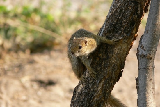 Smith-Buschh&ouml;rnchen