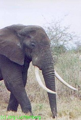 Elefant