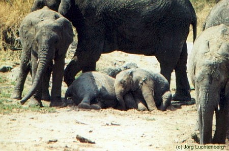 Elefanten mit Babys