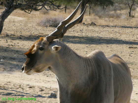 Eland