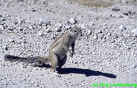Erdh&ouml;rnchen