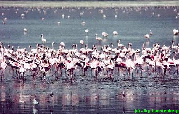 Flamingos