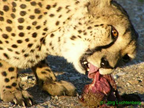 Gepard in Namibia