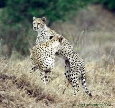 Geparden in Kenia