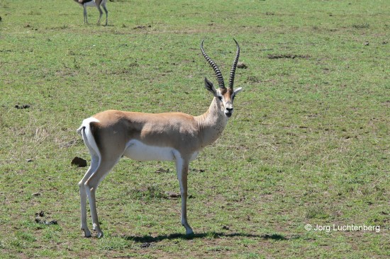 Grantgazelle