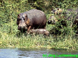Flusspferde mit Baby in Uganda
