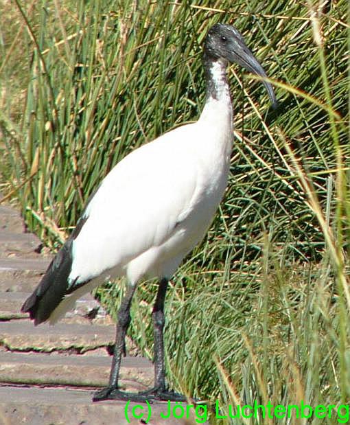 Heiliger Ibis
