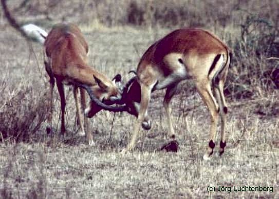 Impalas