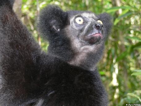 männlicher Indri