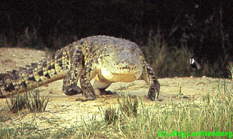 Nilkrokodil