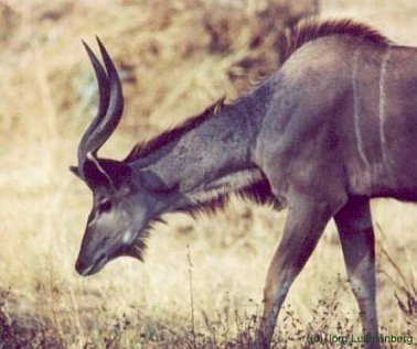 Kudu