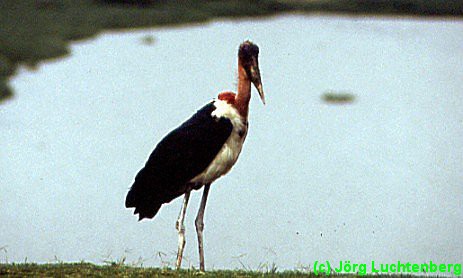 Marabu