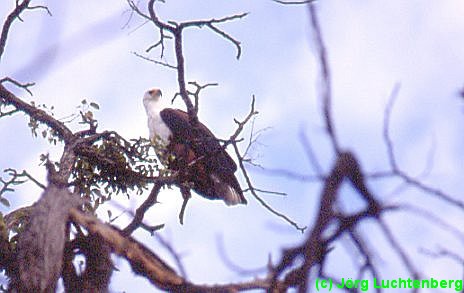 Schreiseeadler