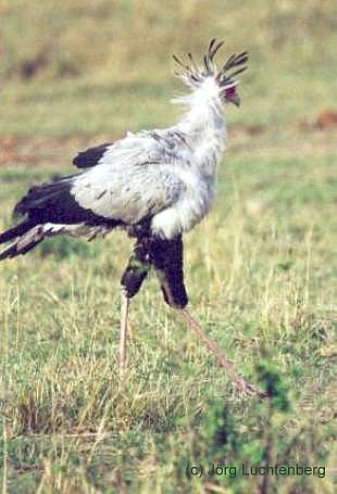 Sekret&auml;r