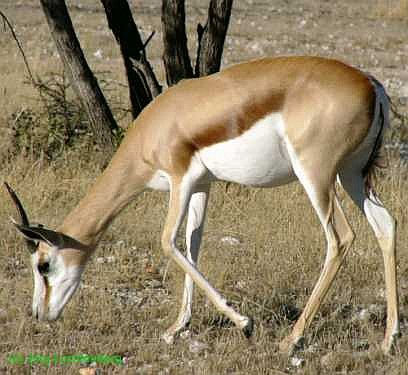 weiblicher Springbock