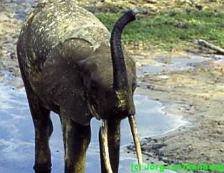 Waldelefant