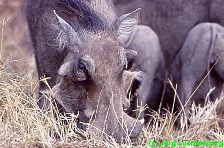 Warzenschwein