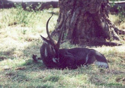 Wasserbock